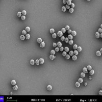 QW-MagBeads 2.5 μm 羧基磁珠