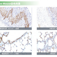 鼠抗鼠Mouse-on-Mouse免疫显色试剂盒CSK200