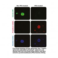 Live/Dead® Cell Viability Kit
