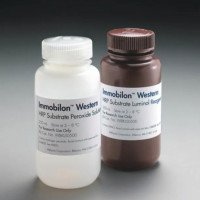 Immobilon Western 化学发光 HRP 底物热