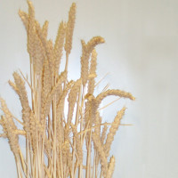 13C Wheat(Triticum aestivum)小麦