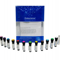 Elab Fluor®Violet 500 Anti-Mou