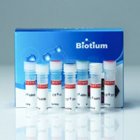 R-PE 山羊抗兔 IgG (H+L) Biotium 20