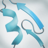 CD161, Fc Fusion (lgG1), Avi-T