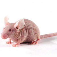 Nude Rat（SD）免疫缺陷鼠 SPF级 贝赛模式