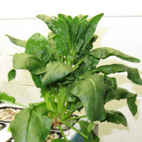 13C Spinach(Spinacia oleracea)