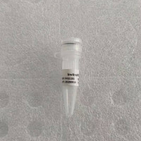 InvitroRNA™—RNA专用转染试剂