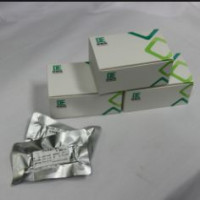 DNA恒温扩增反应试剂盒（荧光型）