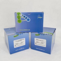 2 x SYBR Green qPCR Mix (With