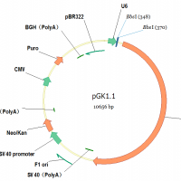 pGK1.1(Puro)/CRISPR cas9敲除载体（咨