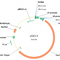 pGK2.0（Neo）/CRISPR cas9敲除载体（咨询