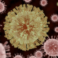 Porcine Respiratory Coronaviru