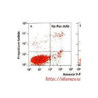 STAT3活性双重检测试剂盒