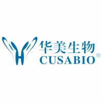 Rabbit ACTB Expression-ready c