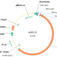 pGK1.0 (Neo)/CRISPR cas9敲除载体（咨