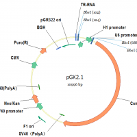pGK2.1（Puro）/CRISPR cas9敲除载体（咨