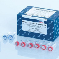 QIAGEN REPLI-g Cell WGA & WTA Kit (12)