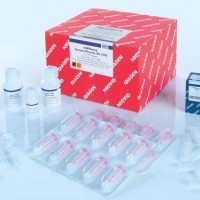 QIAGEN miRNeasy Serum/Plasma Kit (50)