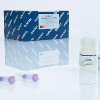 QIAGEN MinElute Gel Extraction Kit (250)