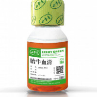 四季青特级胎牛