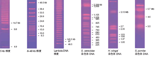 脉冲场标准品和分子量标尺.gif