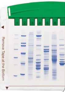 Bio-Rad美国伯乐小垂直电泳槽1658001,凝胶数:1-4块,1.0mm厚 ,10孔