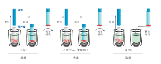 NP968-C 全自动核酸提取仪.png