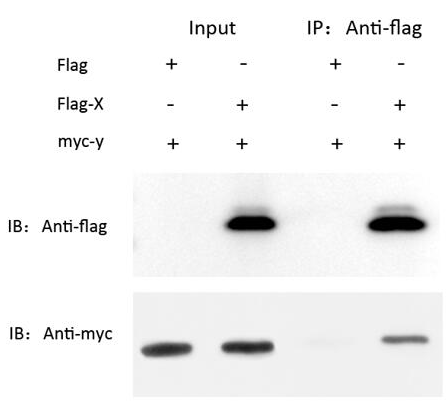 辉骏生物Flag免疫共沉淀试剂盒使用案例
