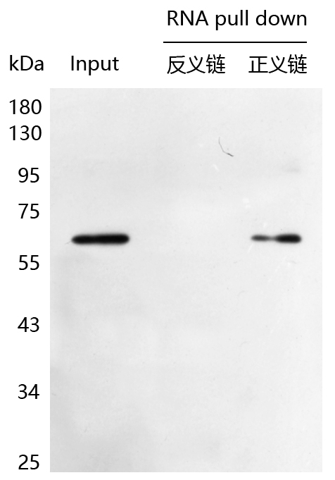 RNA pull down检测.jpg