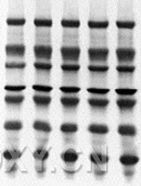 http://www.bio-equip.com/htm/millipore/Untitled-2.gif