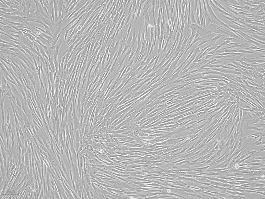 弗元生物Fuyuanbio无血清培养基-2.jpg