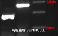 SNCD-001结果检测