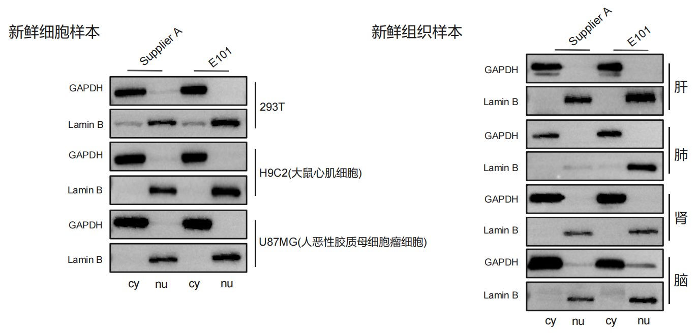 南京诺唯赞生物科技股份有限公司