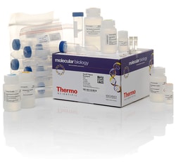 GeneJET Plasmid Maxiprep Kit