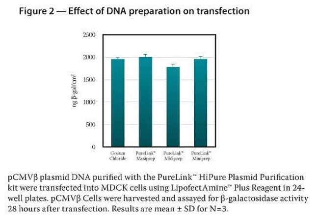 Effect of DNA preparation on transfection.