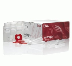 PureL<i></i>ink™ HiPure Plasmid Maxiprep Kit