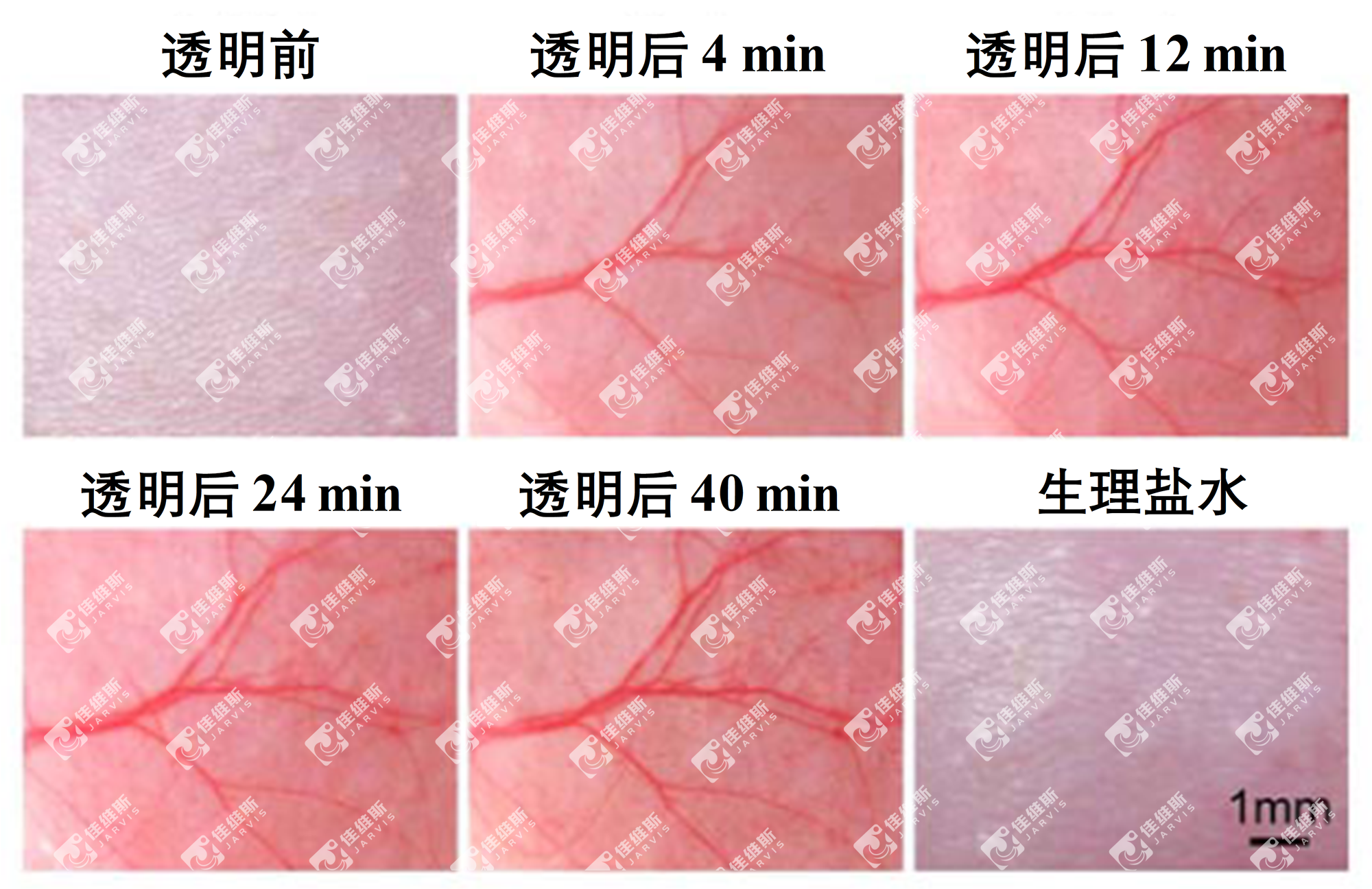 活体皮肤透明前后直观图