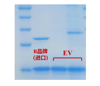 Endo H   2.png