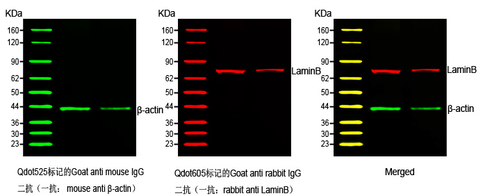 预染发光western blot marker 预染发光western blot marker