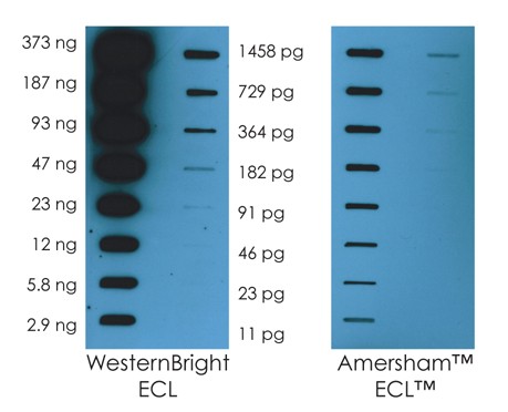 Westernbright ECL检测到的PG数量低于Amersham ECL