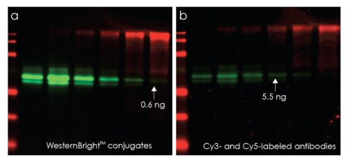The fluorescent dyes provided with WesternBright MCF outperform Cy dyes and allow detection of low picogram amounts of protein