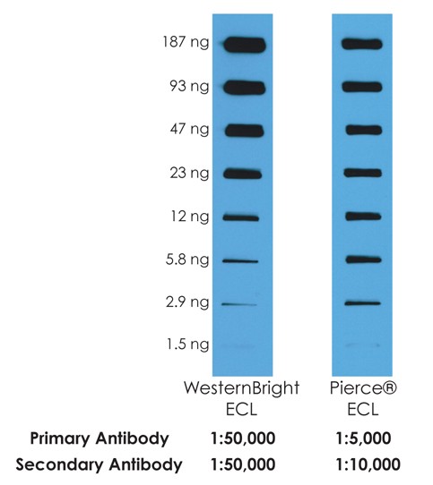 Westernbright ECL所需的抗体最多比Pierce ECL少十倍