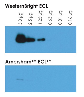 Westernbright ECL最多可检测到1.25微克