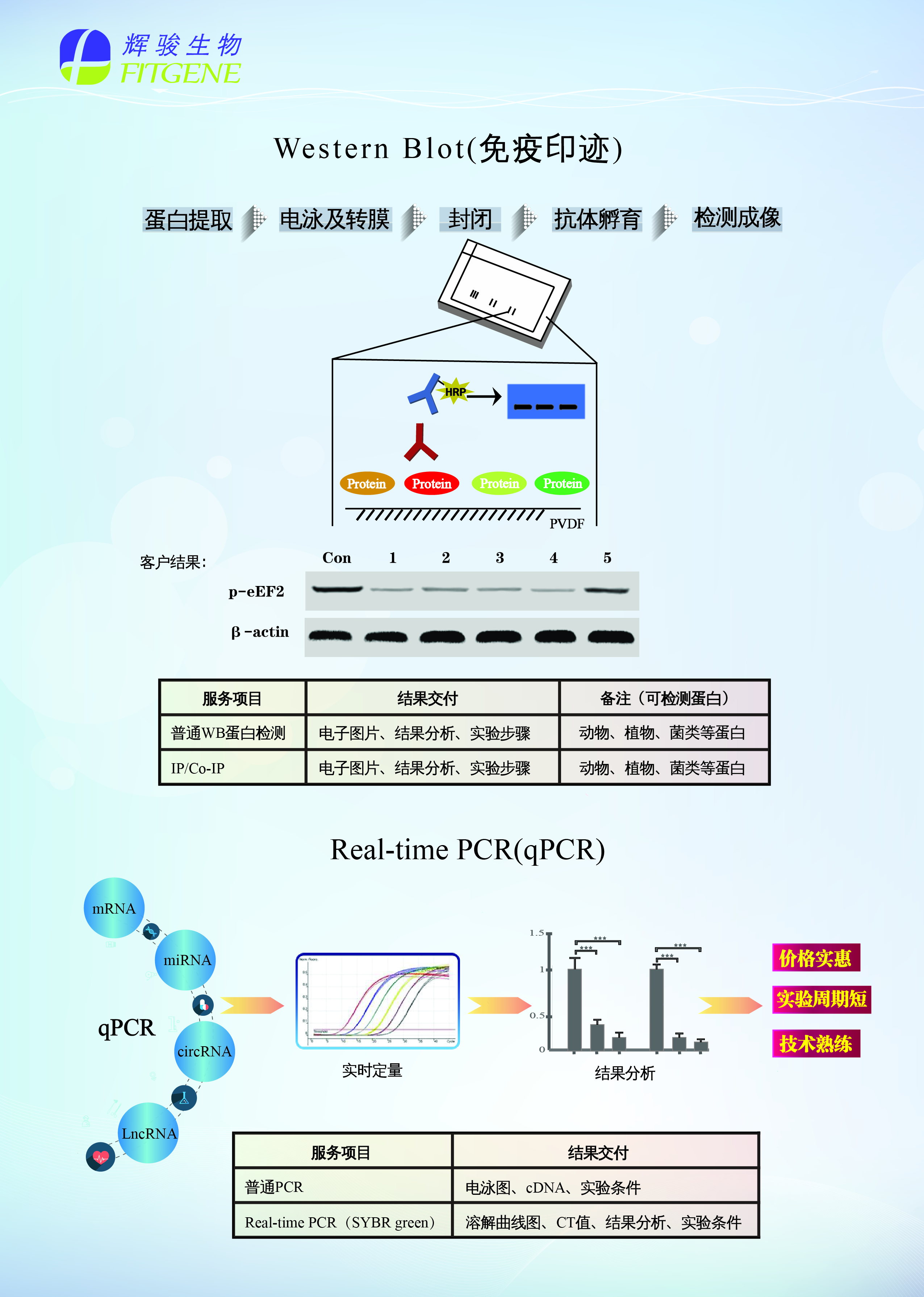 辉骏生物:免疫印迹服务内容