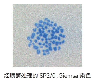 rz1011.jpg