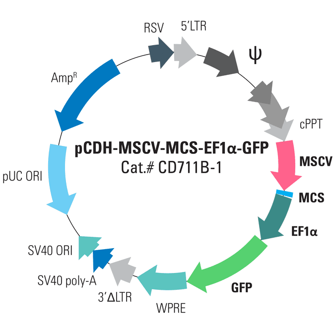 pCDH-MSCV-MCS-EF1α-GFP Clo<i></i>ning and E<i></i>xpression Lentivector