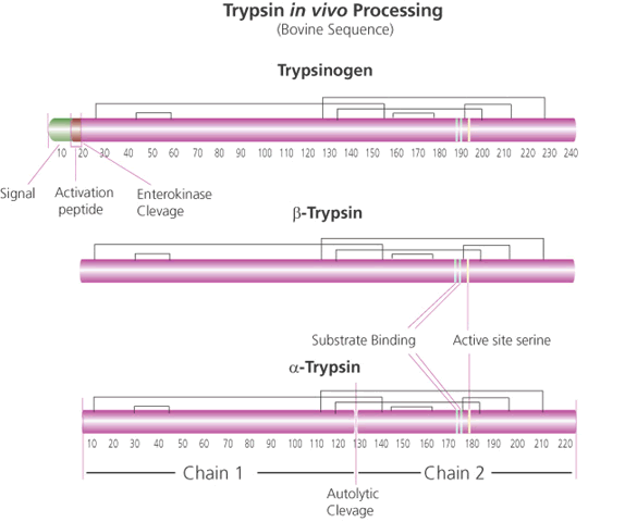 9002-07-7;2594-14-1 trypsin