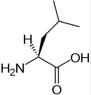 Leucine.jpg