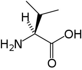 valine.jpg